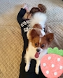 chiko