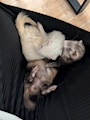 chiko