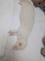 chiko