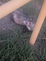 chiko