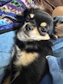 chiko
