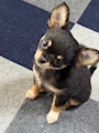 chiko