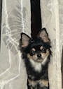 chiko
