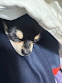 chiko