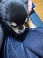 chiko