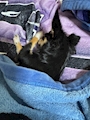 chiko