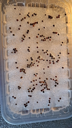 🌸🥂🍾チカ🌸🥂🍾