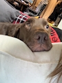 chiko