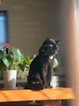 chiko