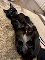 chiko