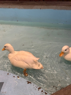 ましろ「アヒルさん」