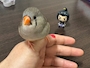 chiko