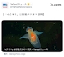 新着ブログ クリをイクに変えた生き物