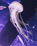 Ryota