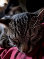 chiko