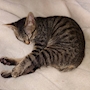 chiko