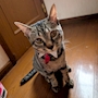 chiko