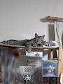 chiko