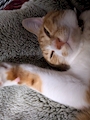 chiko