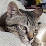 chiko