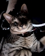 chiko
