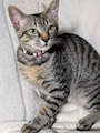 chiko