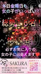 新着ブログ 🌸✨今週末もSAKURAが熱い!!✨🌸