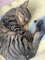chiko