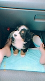 chiko