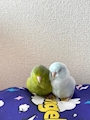 chiko