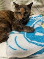 chiko