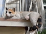 chiko