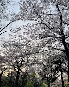 プロフィール写真10・🦋りえ🦋｜大阪 熟女キャバクラ・Mrs.J ミナミ