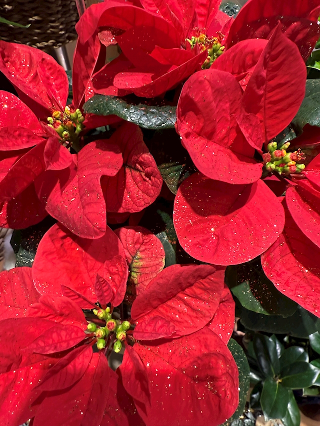 プロフィール写真9・🦋りえ🦋｜大阪 熟女キャバクラ・Mrs.J ミナミ