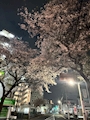 新着ブログ 桜🌸