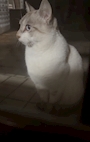 chiko