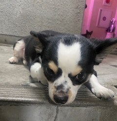 るな🌙「お出迎え🐶🐾」