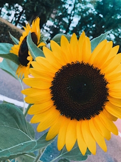 るな🌙「ひまわり🌻´-」