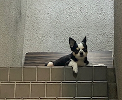 るな🌙「お出迎え🐶🐾」