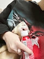 chiko