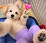chiko