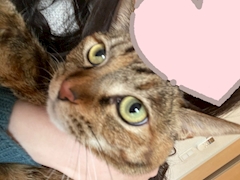 ポケパラ イチ推しキャスト 葵