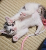 chiko
