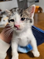 chiko