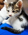 chiko