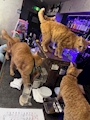 新着ブログ 🐈🍸
