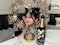 プロフィール写真2・まよだよ🐺ྀི|Emily with Papermoon・エミリーウィズペーパームーン - 歌舞伎町のコンカフェ
