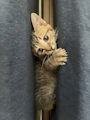 chiko