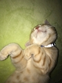 chiko