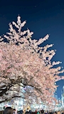 新着ブログ 🌸